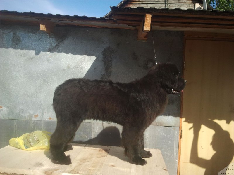 Фото: ньюфаундленд All Right is Antagrada (Олл Райт из Антаграда)