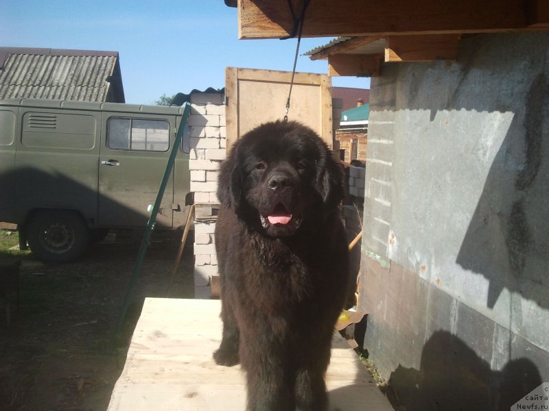 Фото: ньюфаундленд All Right is Antagrada (Олл Райт из Антаграда)