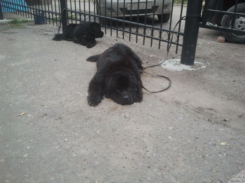 Фото: ньюфаундленд All Right is Antagrada (Олл Райт из Антаграда)