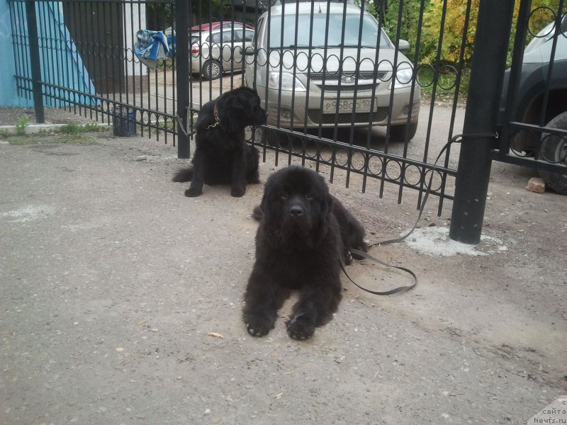 Фото: ньюфаундленд All Right is Antagrada (Олл Райт из Антаграда)