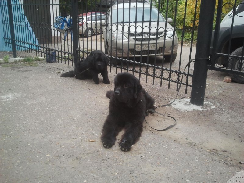 Фото: ньюфаундленд All Right is Antagrada (Олл Райт из Антаграда)