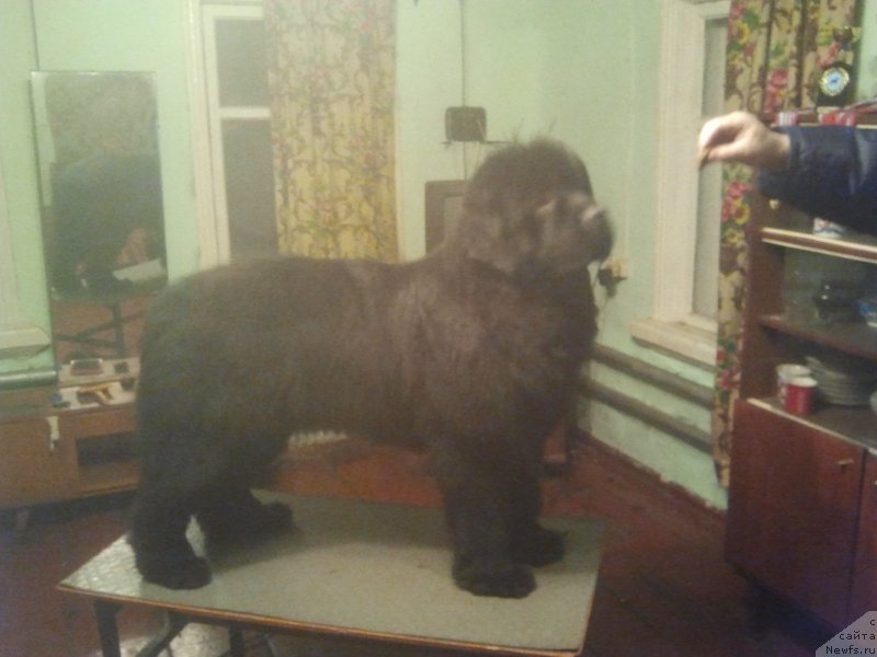 Фото: ньюфаундленд All Right is Antagrada (Олл Райт из Антаграда)