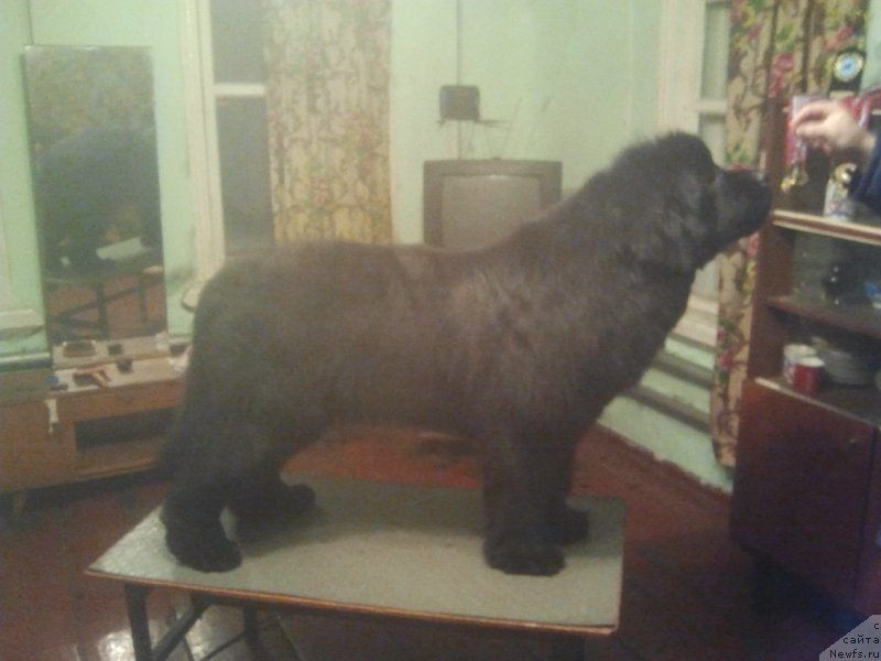 Фото: ньюфаундленд All Right is Antagrada (Олл Райт из Антаграда)