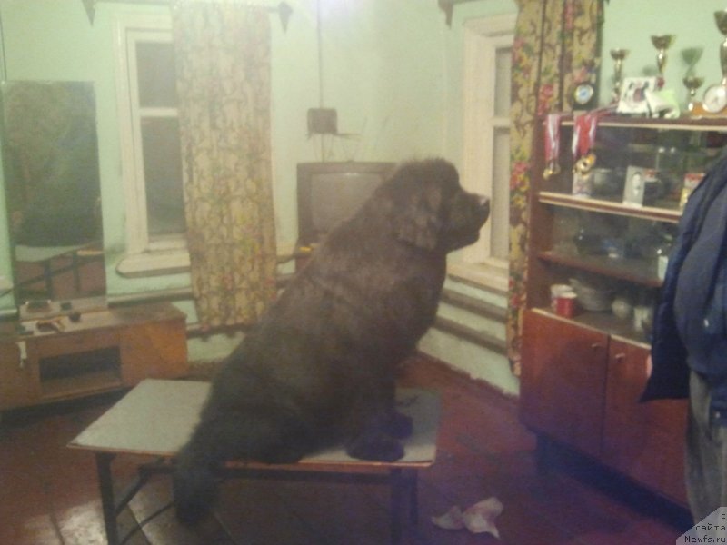 Фото: ньюфаундленд All Right is Antagrada (Олл Райт из Антаграда)