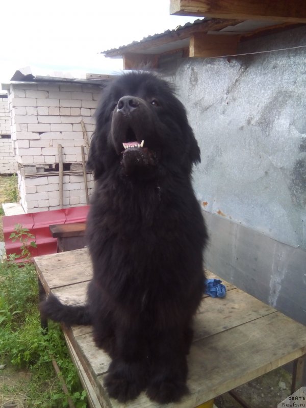 Фото: ньюфаундленд All Right is Antagrada (Олл Райт из Антаграда)