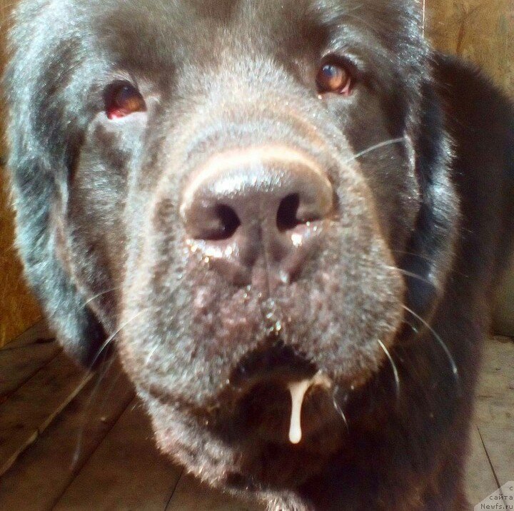 Фото: ньюфаундленд All Right is Antagrada (Олл Райт из Антаграда)