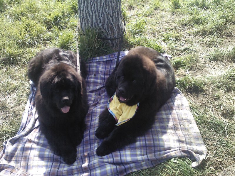 Фото: ньюфаундленд All Right is Antagrada (Олл Райт из Антаграда)