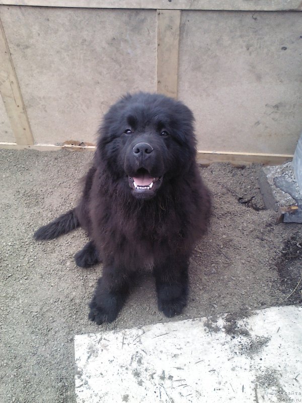 Фото: ньюфаундленд All Right is Antagrada (Олл Райт из Антаграда)