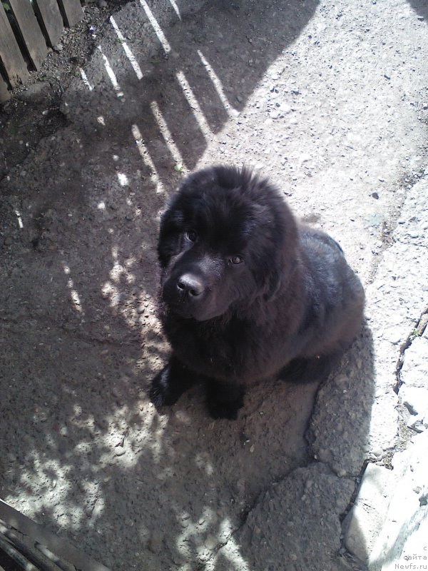 Фото: ньюфаундленд All Right is Antagrada (Олл Райт из Антаграда)