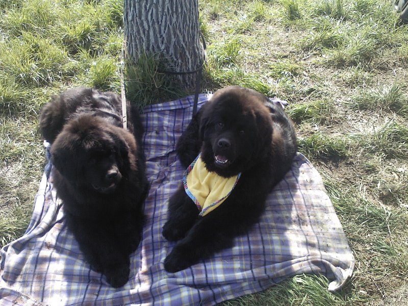 Фото: ньюфаундленд All Right is Antagrada (Олл Райт из Антаграда)