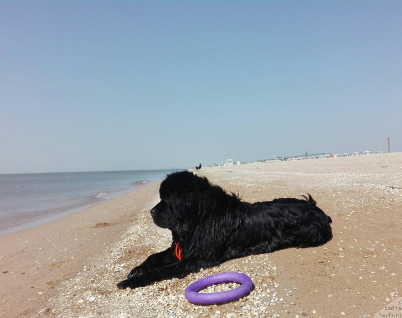 Фото: ньюфаундленд Chernyj Chank s Berega Dona (Черный Чанк с Берега Дона)