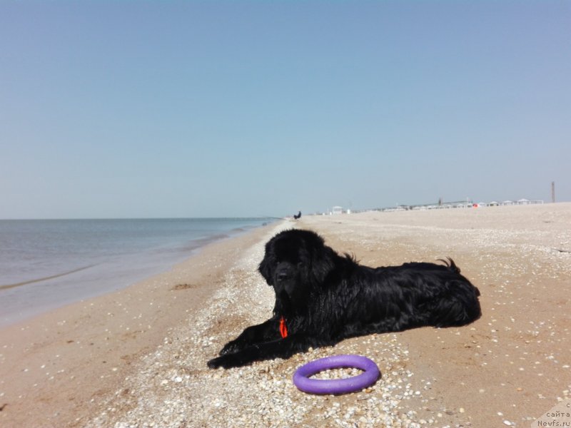 Фото: ньюфаундленд Chernyj Chank s Berega Dona (Черный Чанк с Берега Дона)