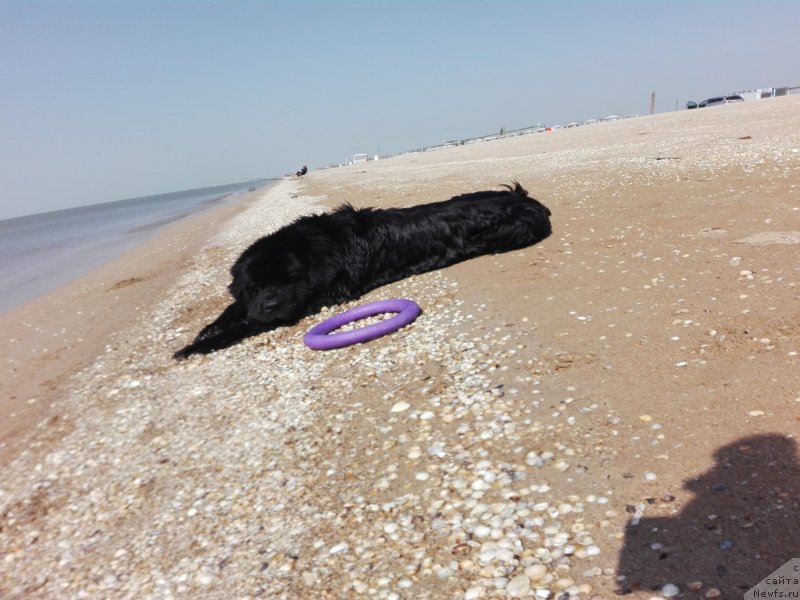 Фото: ньюфаундленд Chernyj Chank s Berega Dona (Черный Чанк с Берега Дона)