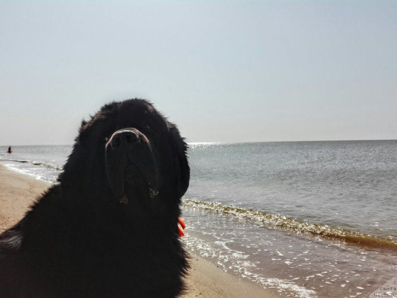 Фото: ньюфаундленд Chernyj Chank s Berega Dona (Черный Чанк с Берега Дона)
