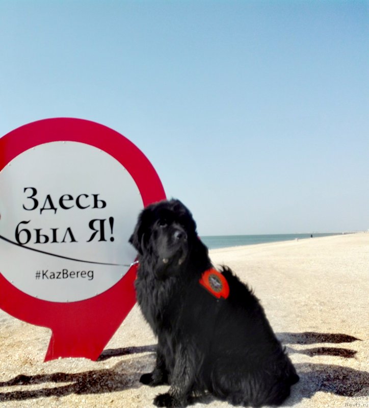 Фото: ньюфаундленд Chernyj Chank s Berega Dona (Черный Чанк с Берега Дона)