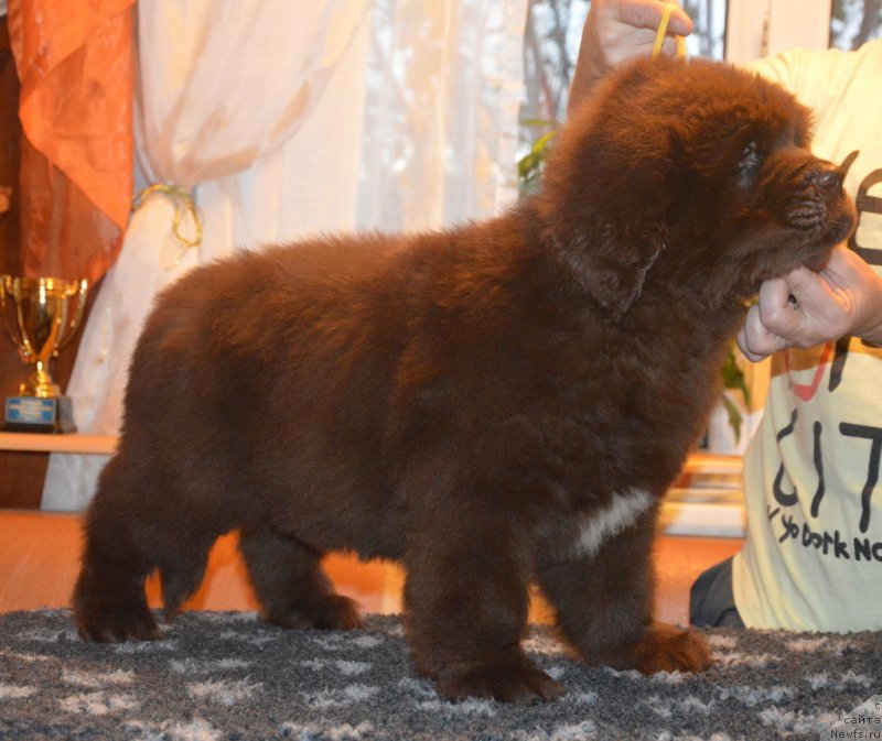 Фотография № 230395