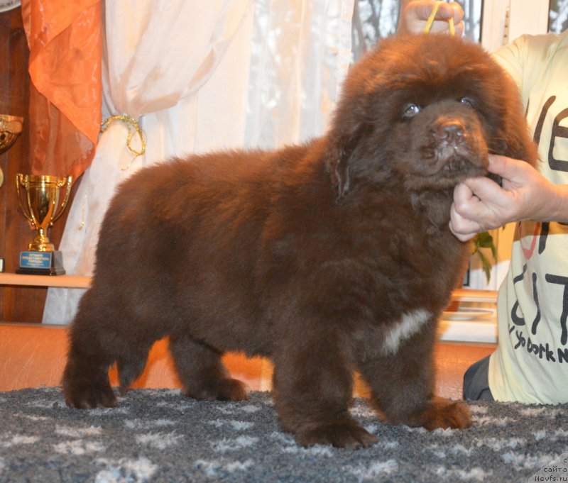 Фотография № 230396