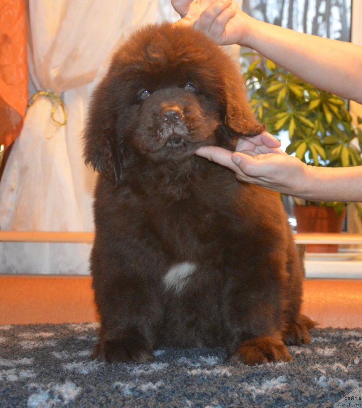 Фотография № 230397