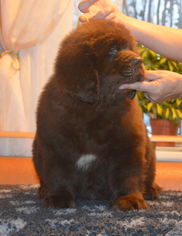 Фотография № 230398