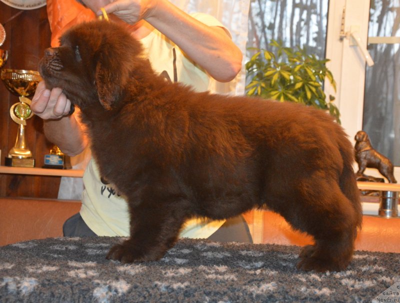 Фотография № 230399