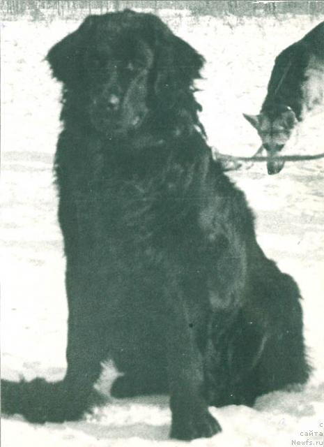 Фото: ньюфаундленд Rina Il (Рина Ил)