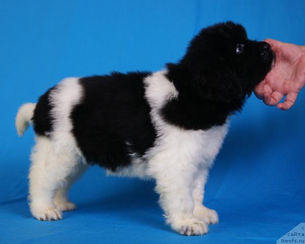 Фото: ньюфаундленд Nartsiss s Berega Dona (Нарцисс с Берега Дона)