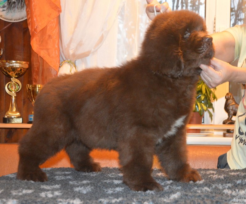 Фотография № 230400