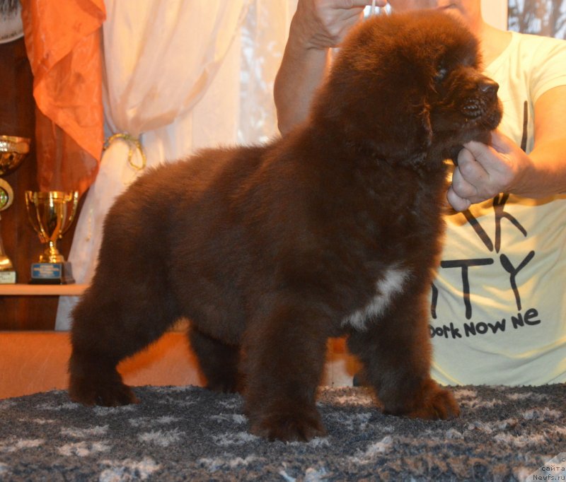 Фотография № 230401