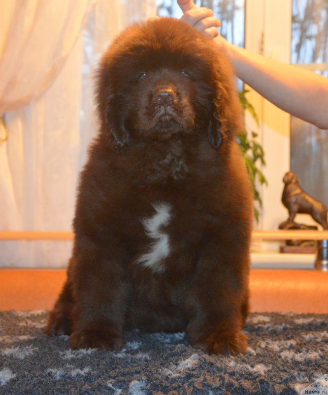 Фотография № 230402