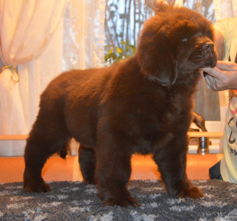 Фотография № 230403