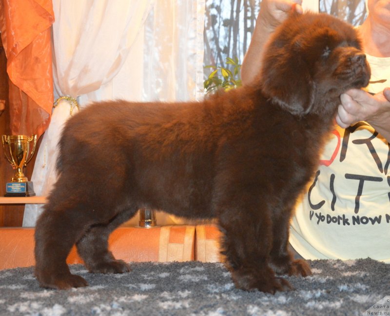 Фото: ньюфаундленд S'Nezhnaya Vjuga Golden Purissima (С'Нежная Вьюга Голден Пуриссима)