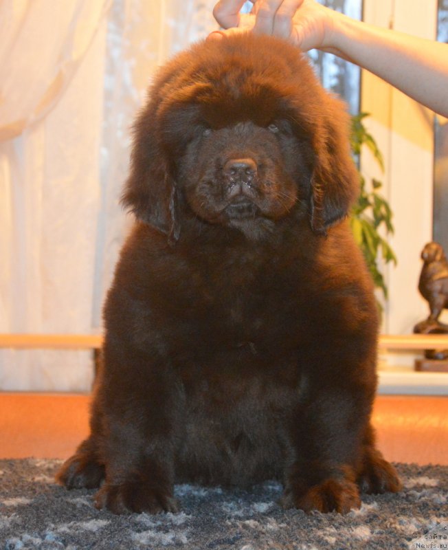 Фото: ньюфаундленд S'Nezhnaya Vjuga Golden Purissima (С'Нежная Вьюга Голден Пуриссима)