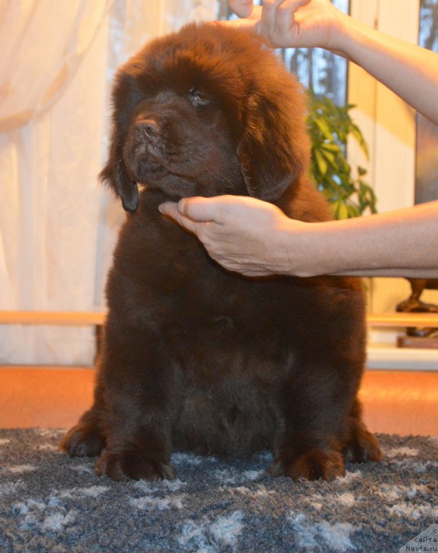 Фотография № 230406