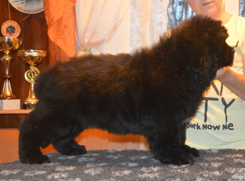 Фотография № 230407