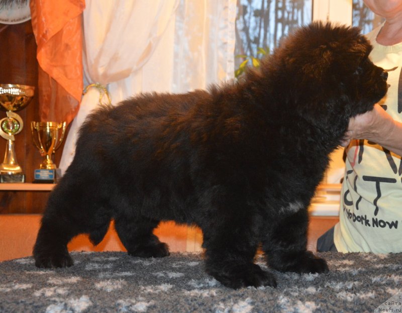 Фото: ньюфаундленд S'Nezhnaya Vjuga Gabriely (С'Нежная Вьюга Габриэль)