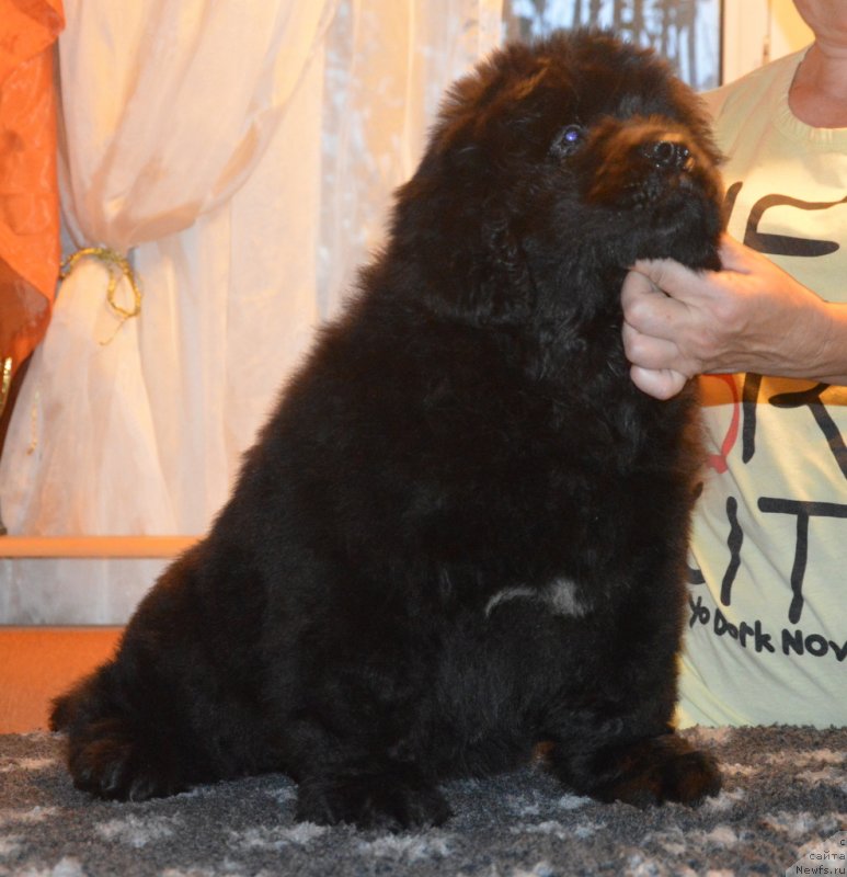 Фотография № 230409