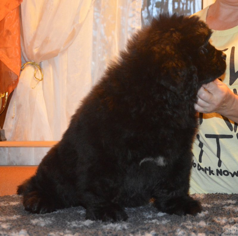 Фотография № 230410