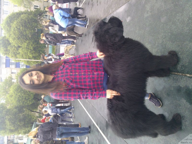 Фото: ньюфаундленд All Right is Antagrada (Олл Райт из Антаграда)