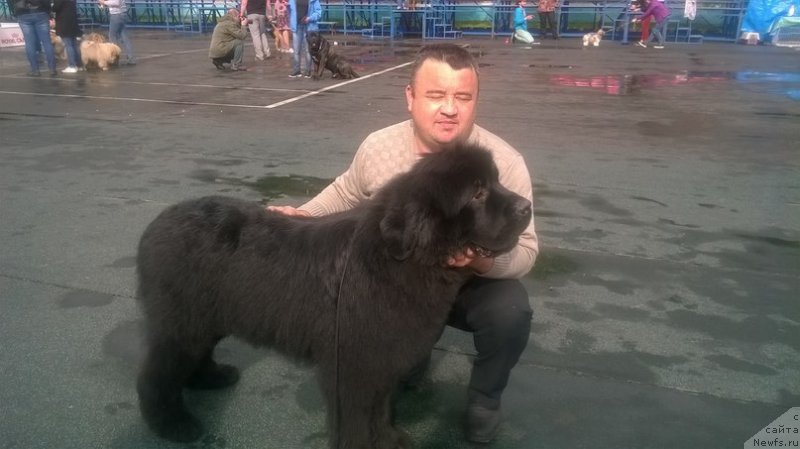 Фото: ньюфаундленд All Right is Antagrada (Олл Райт из Антаграда)