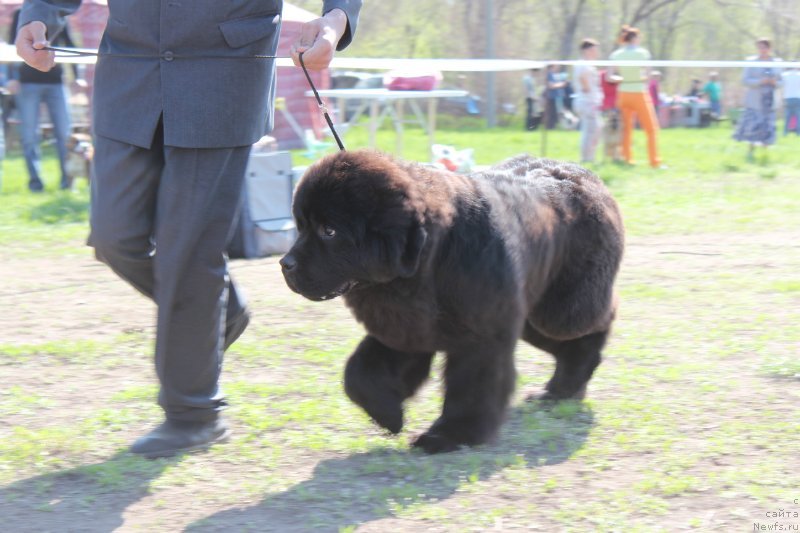 Фото: ньюфаундленд All Right is Antagrada (Олл Райт из Антаграда)