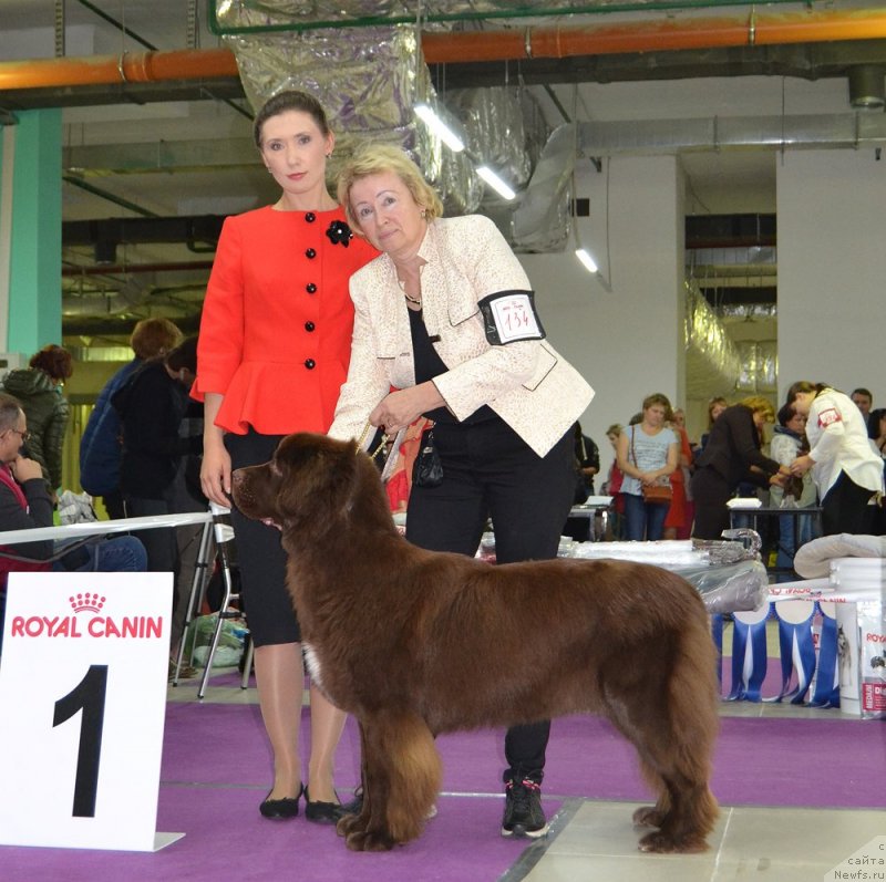 Фото: ньюфаундленд Brownblood MSK Alpina Guardian Soul (Браунблад МСК Альпина Гуардиан Соул)