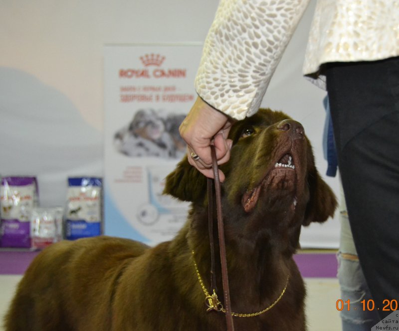 Фото: ньюфаундленд Brownblood MSK Alpina Guardian Soul (Браунблад МСК Альпина Гуардиан Соул)