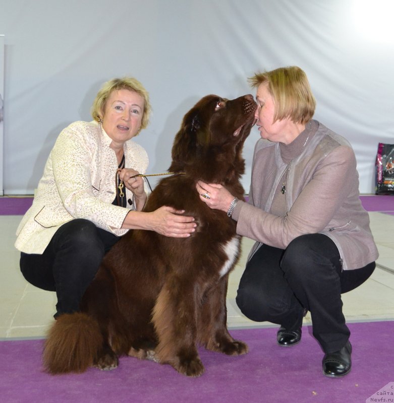 Фото: ньюфаундленд Brownblood MSK Alpina Guardian Soul (Браунблад МСК Альпина Гуардиан Соул)