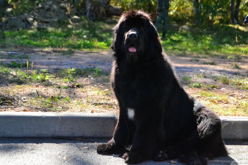 Фото: ньюфаундленд Talisman Morya La-Valetta (Талисман Моря Ла-Валетта)