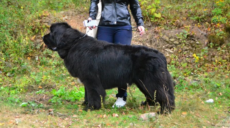 Фото: ньюфаундленд Talisman Morya La-Valetta (Талисман Моря Ла-Валетта)