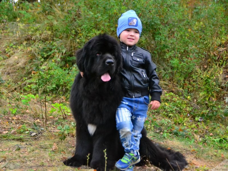 Фото: ньюфаундленд Talisman Morya La-Valetta (Талисман Моря Ла-Валетта)