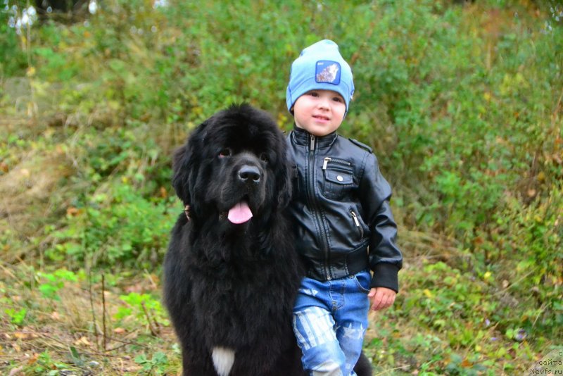 Фото: ньюфаундленд Talisman Morya La-Valetta (Талисман Моря Ла-Валетта)