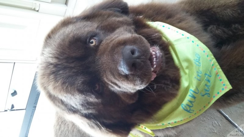 Фото: ньюфаундленд Nobl King May Lord Simba (Нобл Кинг Май Лорд Симба)