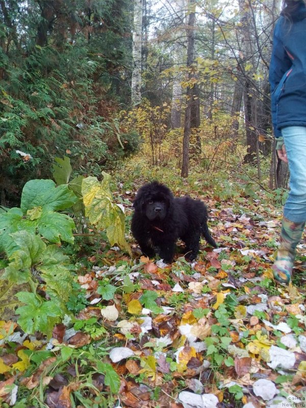 Фотография № 230441