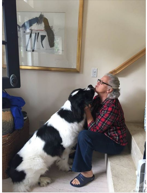 Фото: ньюфаундленд Enigma Kalistos Deydrim (Енигма Калистос Дейдрим)